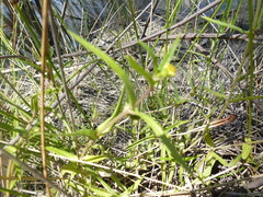 Eclipta platyglossa platyglossa