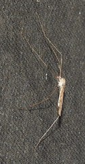 Limoniinae