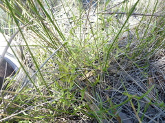 Eclipta platyglossa platyglossa