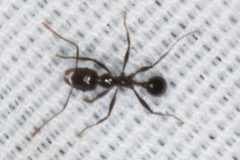 Pheidole rhea