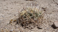 Coryphantha robustispina