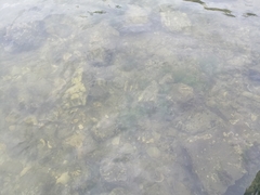 Actinopterygii