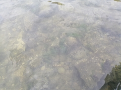 Actinopterygii