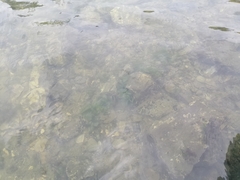 Actinopterygii