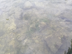 Actinopterygii