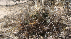Coryphantha robustispina