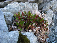 Epilobium petraeum