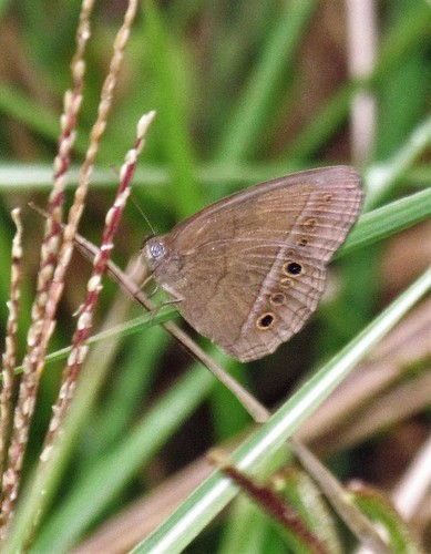 Erichthodes narapa