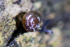 Glyphyalinia indentata paucilirata