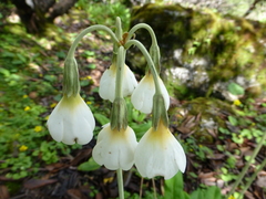 Primula obliqua
