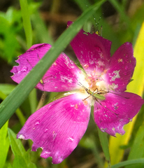 Callirhoe involucrata