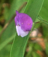 Lathyrus hirsutus