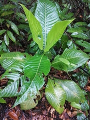 Condamineeae