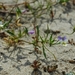 Viola tricolor curtisii - Photo (c) AnneTanne, μερικά δικαιώματα διατηρούνται (CC BY-NC)