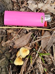 Hypholoma subviride