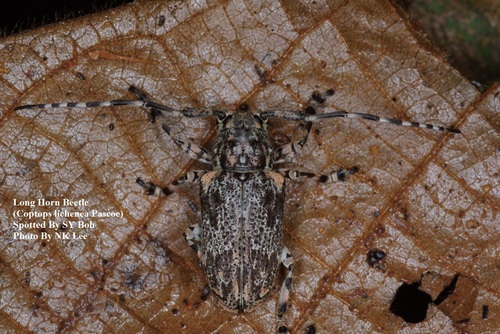 Coptops lichenea Pascoe, 1865