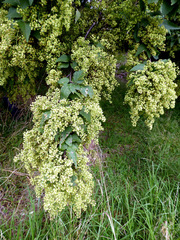 Plagianthus regius regius