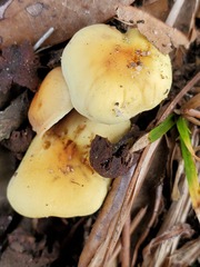 Hypholoma subviride