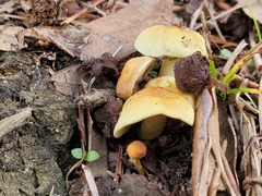 Hypholoma subviride