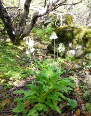Primula obliqua