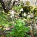 Primula obliqua - Photo (c) Elizabeth Byers,  זכויות יוצרים חלקיות (CC BY-NC), הועלה על ידי Elizabeth Byers