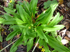 Primula obliqua