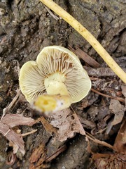 Hypholoma subviride