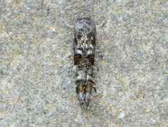 Mompha argentimaculella