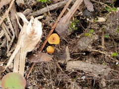 Hypholoma subviride