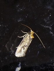 Azaleodes micronipha