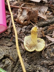Hypholoma subviride