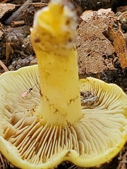 Hypholoma subviride
