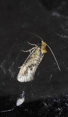 Azaleodes micronipha