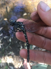 Austroaeschna anacantha