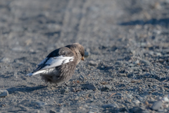 Leucosticte arctoa