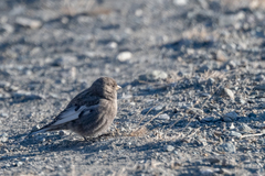 Leucosticte arctoa