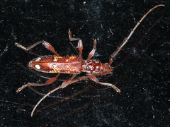 Coptocercus biguttatus