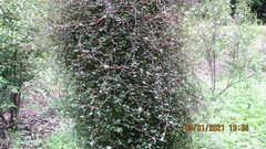 Plagianthus regius regius