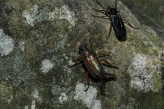 Dichelonyx subvittata