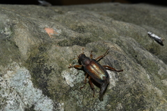 Dichelonyx subvittata