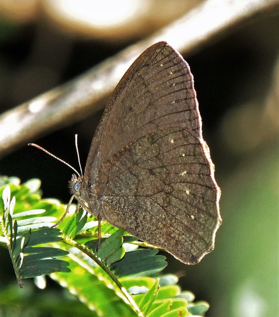 Forsterinaria necys