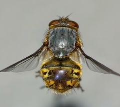 Calliphora hilli