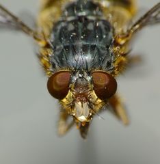 Calliphora hilli