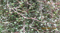 Plagianthus regius regius