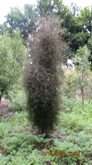 Plagianthus regius regius