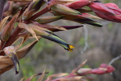 Puya glabrescens