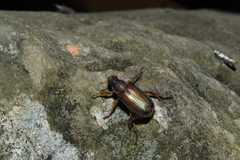 Dichelonyx subvittata