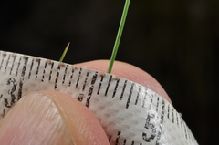 Rytidosperma setifolium