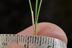 Rytidosperma setifolium