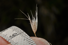 Rytidosperma setifolium